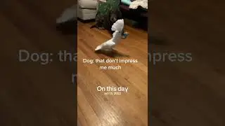 Buster impressing his dog #buddy #cockatoolife #dog #fyp