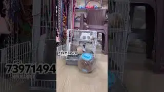Hamsters in Chennai | hamster toys | hamster cage | Chennai pet market | Tamil | Sukar pet supplies