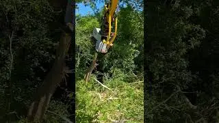 Precision tree removal 🌲💯