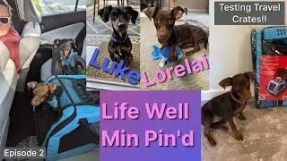 Luke and Lorelai | Episode #2 | Testing Chewy Travel Accessories & Crates!