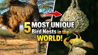 OMG. 5 Most Unique Bird Nests In The World.! You Must Watch.!!