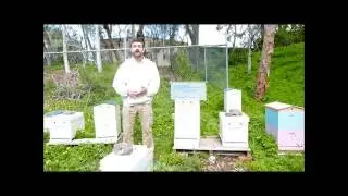 Honey Bee swarm rescue - The Practical Beekeeper, Melbourne