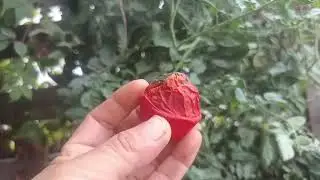 ¨Planta de tomates nació sola en la granja¨