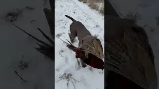 Upland Bird Hunting - we stock weekly and guided hunts available #uplandhunt #uplandhunting