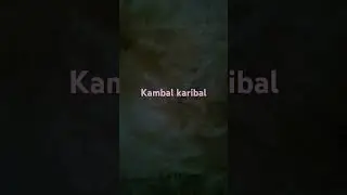 kamar karibal