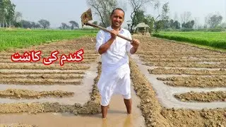 Chollistan ma gandam kisa bigta hy