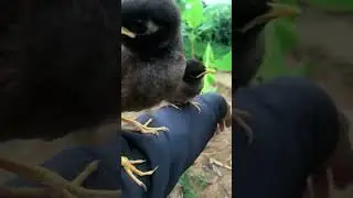 Bird training How to training your bird  #birds #cleverbird #blackbird #birdwatching #birdsounds
