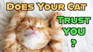 Signs Your Cat Trusts You &mdash; 12 Behaviours Explained