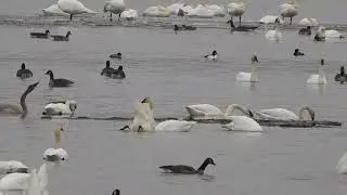 Geese, ducks and swans at Loess Bluffs National Wildlife Refuge