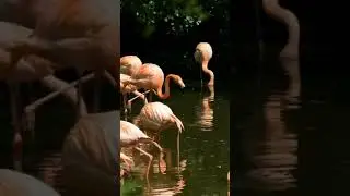 Super  Cute Crane Birds  awesome moments-Funny Best bird videos   #shorts