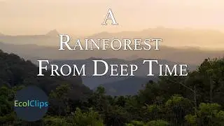 Самый старый тропический лес в мире? | EcolClips