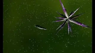 ED: stellar phenomenon - metallic crystals