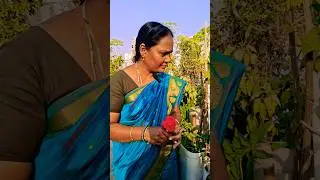 நாட்டு #ரோஸ் #south #garden #organic #flowers #minivog #delhi #chennai #youtubeshorts