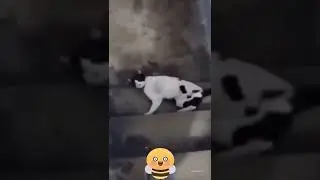 Funniest Cats - Funny Cats Life  # shorts #entertainment #cats #funnycats 30