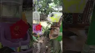 #passaros 
