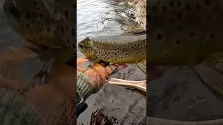 Solid Lehigh River brownie #browntrout #megabass