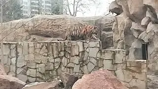 Little playful striped tiger cubs.