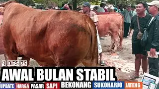 Awal Bulan Stabil. Review Sapi Potong Jantan Pasar Bekonang