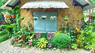 MY FRONT YARD GARDEN PLANTS ARRANGEMENT