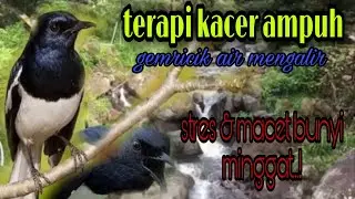 terapi kacer ombyokan terbukti ampuh..! terapi kacer malam hari, terapi kacer stres dan macet bunyi