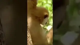 Fearless Monkey Teasing Tigers #shorts