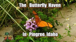 The Butterfly Haven!