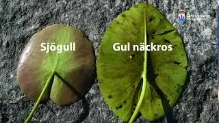 Sj&ouml;gull  - en invasiv fr&auml;mmande art