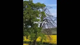 The Tree That Lives in Two Countries  || Subscribe For More.