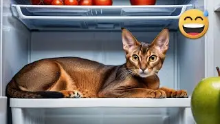 Funny Videos with Abyssinian Cats | Hilarious & Adorable Moments