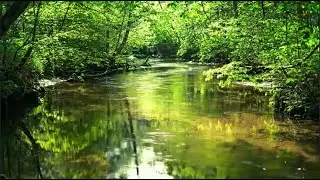 SOOTHING NATURE SOUNDS BY THE CREEK, SONGBIRD IN THE BACKGROUND, ASMR FOR RELAXATION