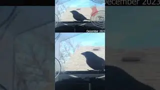 Palouse's Avian Rhapsody | Window Feeder Timelapse Symphony
