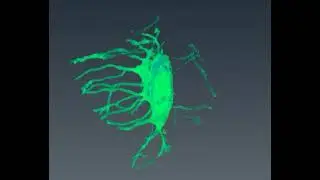 Reconstruction of osteocyte from SBFSEM
