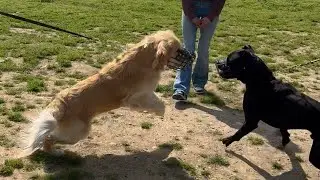 HA FATTO LA SOCIALIZZAZIONE MA AGGREDISCE ANCORA I CANI