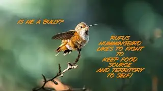 BigLakeHummingbirds
