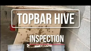 Topbar hive inspection || topbar hive || understanding topbar hive