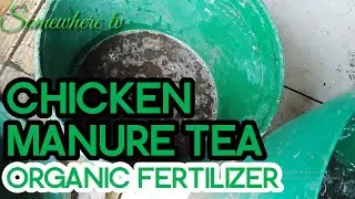 How to make Chicken Manure Tea (Organic Liquid Fertilizer)