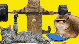 Funny Cats Doing Sports: The Most Hilarious Athletic Felines Compilation!
