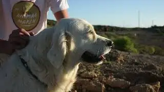 Animal march beginning