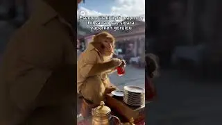 &uuml;nl&uuml; maymun esenyurt'ta sabah sigara &ccedil;ay yapıyor g&uuml;naydın #global #viral #funny&nbsp;#monkey #maymunsaru