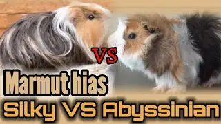 Marmut hias Silky vs Abyssinian | guinea pig #Marmuthias #Hobimarmut #Ngikk