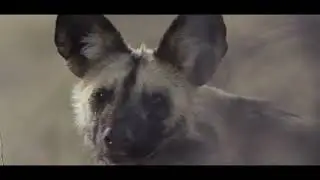 Rediscover The Magic at Meru National Park