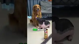 DOGS ULTIMATE PRANK!