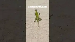 Iguana taking a chill morning walk in Bonaire.. #animals #iguana #lizard #reptile #fyp #wildlife