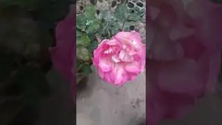 DIFFERENT ROSES🌹#foryou #roses #typesofrose #naturelovers #shorts #trending #trendingshorts #mha