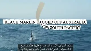 Arabic Translation - Billfish Research and Conservation: The IGFA Great Marlin Race