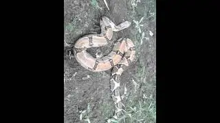 Serpiente mata caballo