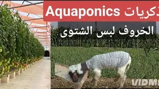 يوميات المزرعة: لبست الخروف الصغير واتكلمت عن مشروع الأكوابونيكس القديم