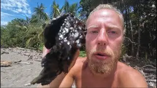 CHOCOLATE PUDDING FRUIT / BLACK SAPOTE - TROPICAL FRUIT REVIEW