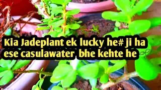 Kia Jadeplant ek lucky plant he # ese casulawater bhe jehte ge# ese ghar me lagane se indrfin miltah
