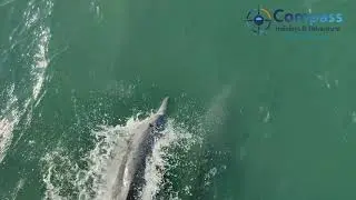 Beyt Dwarka Marine Camp & Dolphin Exploration #dolphinexploration